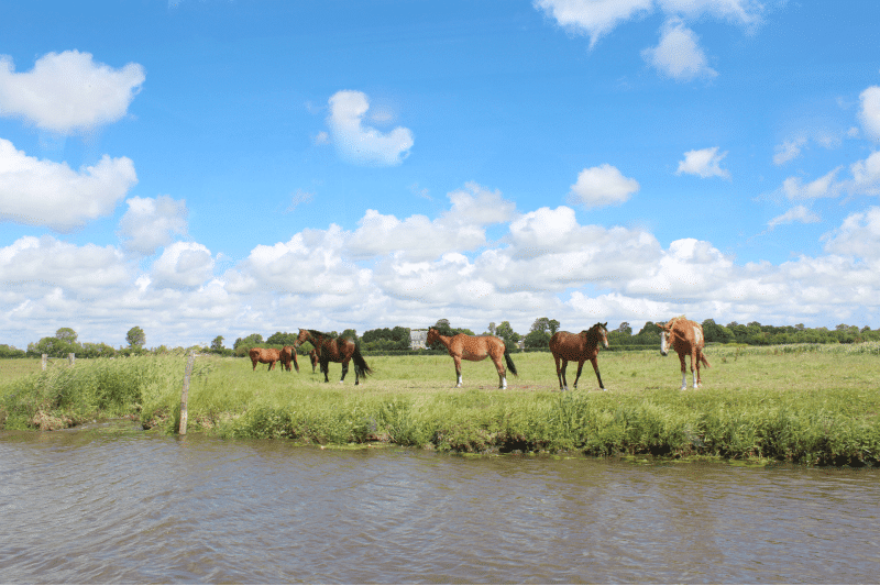 horses marais cotentin