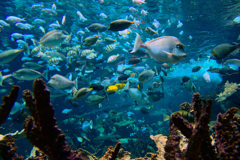 cite de la mer fonds marin on a marché sous la mer