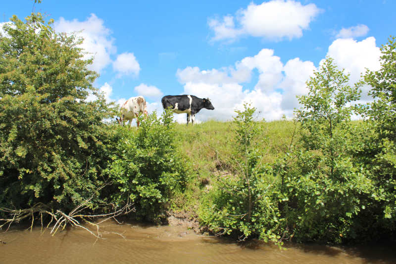 vaches marais cotentin